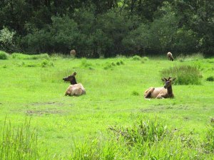 Elk digesting dinner in Elk Meadow